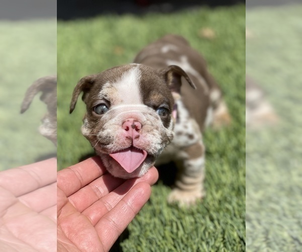 Medium Photo #16 Bulldog Puppy For Sale in LOS ANGELES, CA, USA