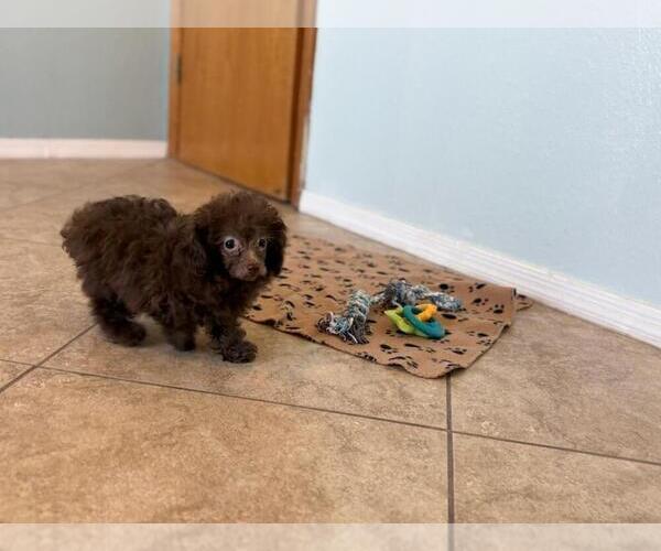 Medium Photo #1 Poodle (Toy) Puppy For Sale in TUCSON, AZ, USA