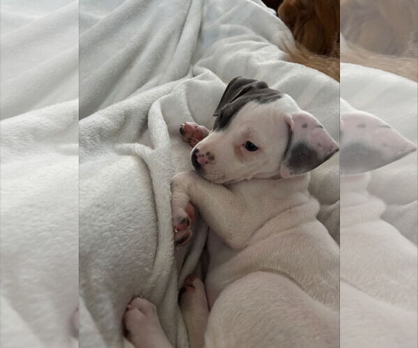 Medium Photo #18 American Staffordshire Terrier-Unknown Mix Puppy For Sale in Holly Springs, NC, USA