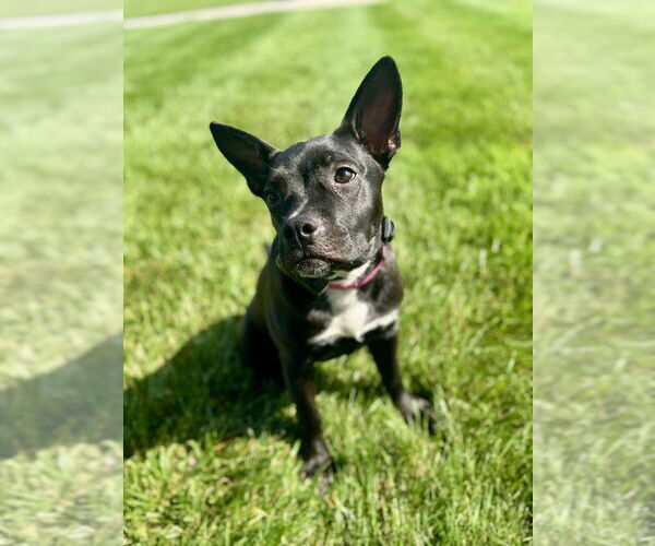 Medium Photo #11 American Pit Bull Terrier Puppy For Sale in Evansville, IN, USA