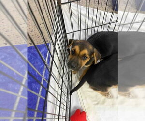 Mutt Dogs for adoption in Calgary, Alberta, Canada