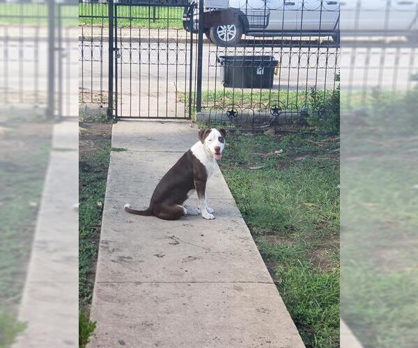 Medium Photo #1 American Staffordshire Terrier-Siberian Husky Mix Puppy For Sale in San Antonio, TX, USA