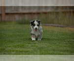 Small Photo #5 Miniature Australian Shepherd Puppy For Sale in EUREKA, NV, USA