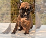 Small #9 Boxer