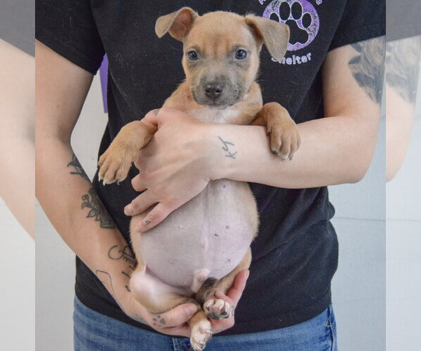 Medium Photo #5 American Staffordshire Terrier-Boxer Mix Puppy For Sale in Huntley, IL, USA