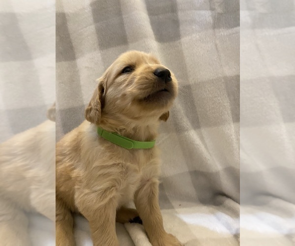 Medium Photo #5 Golden Retriever Puppy For Sale in BUTNER, NC, USA