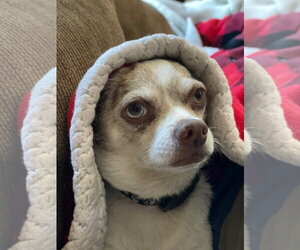 Cuyon - Male Chihuahua-Unknown Mix Dog for Adoption - Photo #3