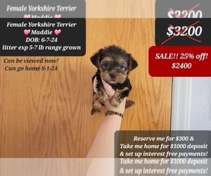 Yorkshire Terrier Puppy for sale in TUCSON, AZ, USA