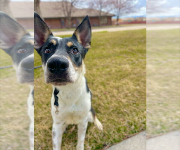 Medium Photo #4 Mutt Puppy For Sale in Salt Lake City, UT, USA