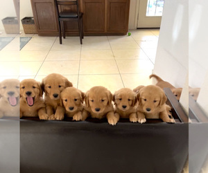 Golden Retriever Puppy for sale in LAS VEGAS, NV, USA
