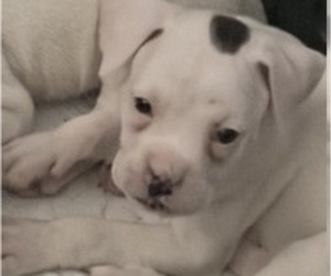 Boxer Puppy for sale in DISPUTANTA, VA, USA
