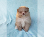 Small #12 Pomeranian