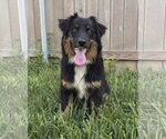 Small #2 Australian Shepherd