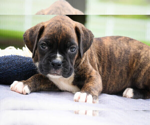 Boxer Puppy for sale in SHIPSHEWANA, IN, USA