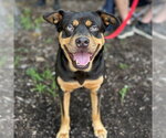 Small #6 Labrador Retriever Mix