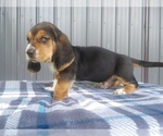 Small Photo #18 Basset Hound Puppy For Sale in PETERSBURG, IN, USA
