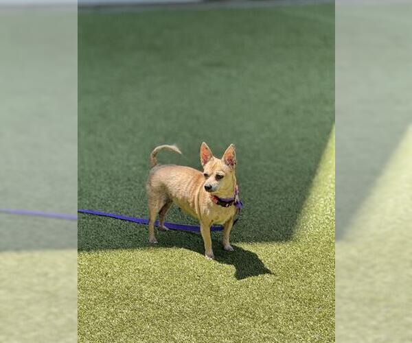 Medium Photo #2 Chihuahua Puppy For Sale in San Martin, CA, USA