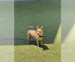 Small #1 Chihuahua