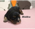 Small #6 Cavalier King Charles Spaniel