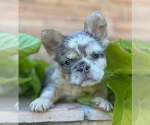 French Bulldog Litter for sale in GRAND JUNCTION, CO, USA