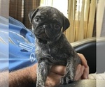 Small Photo #25 Pug Puppy For Sale in TROY, MO, USA