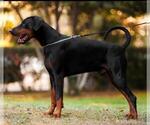 Small Photo #1 Doberman Pinscher Puppy For Sale in FORT LAUDERDALE, FL, USA