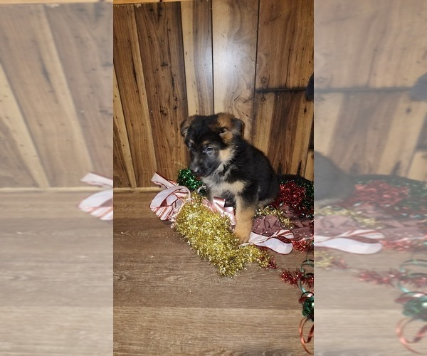 Medium Photo #29 German Shepherd Dog Puppy For Sale in GREENWOOD, WI, USA