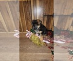 Small Photo #29 German Shepherd Dog Puppy For Sale in GREENWOOD, WI, USA