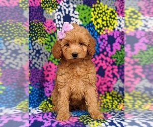 Goldendoodle Puppy for sale in OXFORD, PA, USA