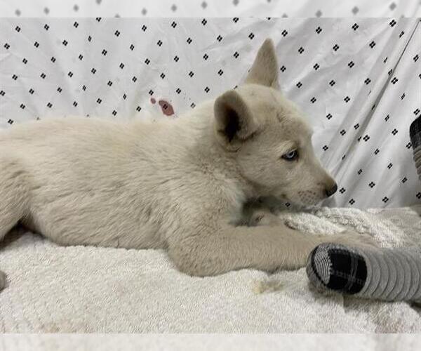 Medium Photo #1 Siberian Husky-Unknown Mix Puppy For Sale in Modesto, CA, USA