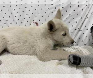 Siberian Husky-Unknown Mix Dogs for adoption in Modesto, CA, USA