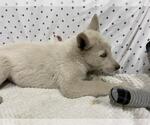 Small Siberian Husky Mix