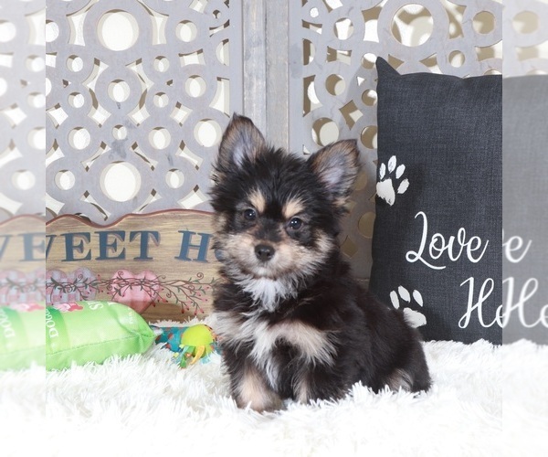 Medium Photo #5 Yoranian Puppy For Sale in MOUNT VERNON, OH, USA