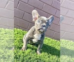 Small Photo #17 French Bulldog Puppy For Sale in MOBILE, AL, USA