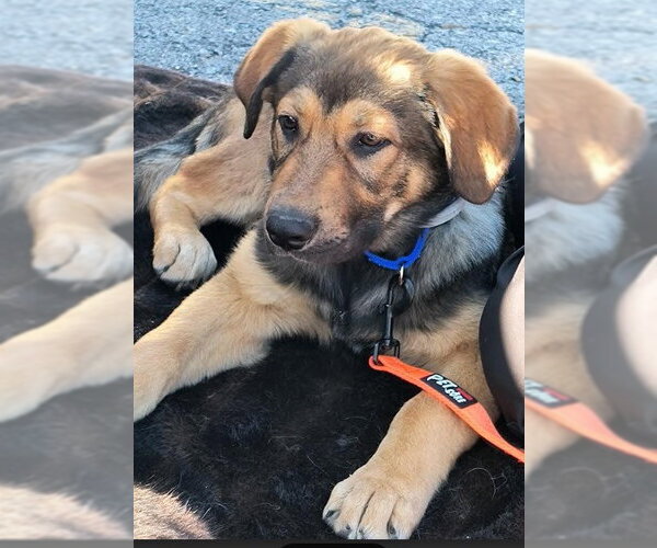 Medium Photo #1 German Shepherd Dog Puppy For Sale in Kansas City, MO, USA