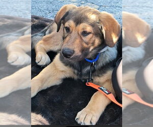 German Shepherd Dog Dogs for adoption in Kansas City, MO, USA