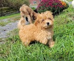 Puppy Rusty Shih-Poo