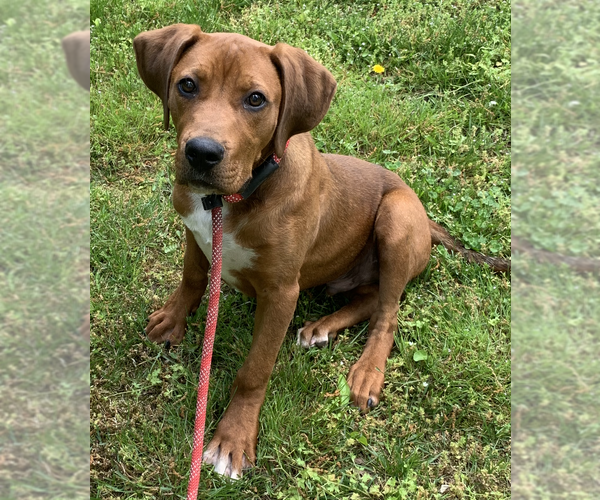 Medium Photo #2 Plott Hound-Redbone Coonhound Mix Puppy For Sale in Cookeville, TN, USA