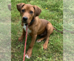 Small #1 Plott Hound-Redbone Coonhound Mix