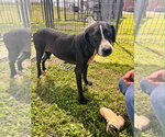 Small #1 Mutt