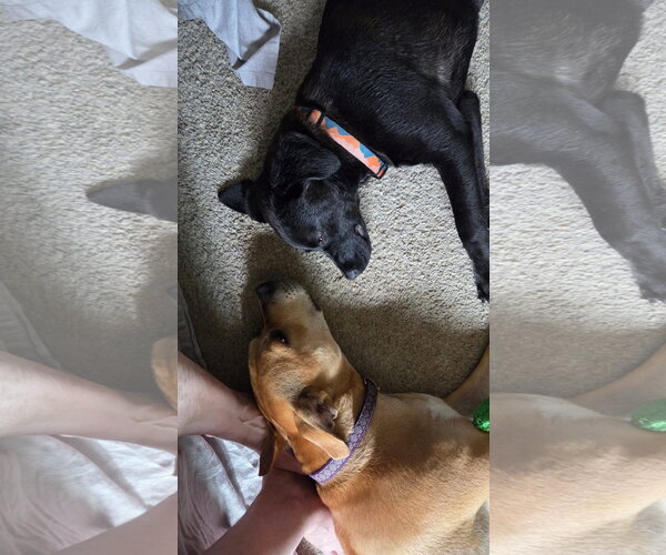 Medium Photo #2 Labrador Retriever-Unknown Mix Puppy For Sale in Germantown, OH, USA