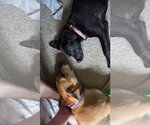 Small #1 Labrador Retriever Mix