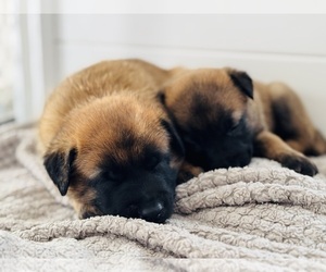 Belgian Malinois Puppy for sale in PR FREDERICK, MD, USA