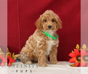 Goldendoodle (Miniature) Puppy for sale in GORDONVILLE, PA, USA