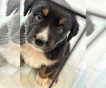 Small #2 Australian Shepherd Mix
