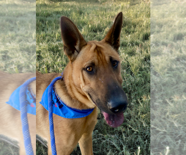 Medium Photo #13 German Shepherd Dog-Unknown Mix Puppy For Sale in Newport Beach, CA, USA