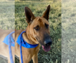Small #12 German Shepherd Dog Mix