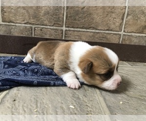 Pembroke Welsh Corgi Puppy for sale in ARTHUR, IL, USA