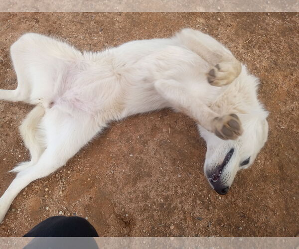 Medium Photo #2 Great Pyrenees Puppy For Sale in Apple Valley, CA, USA