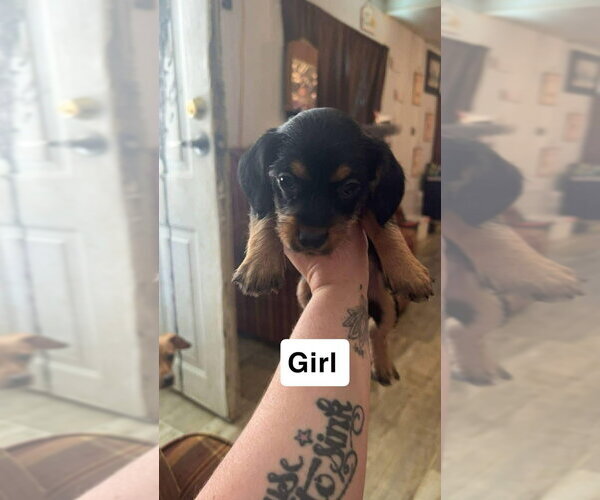 Medium Photo #4 Chihuahua-Cock-A-Poo Mix Puppy For Sale in Aurora, IN, USA